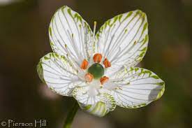 Largeleaf Grass Of Parnassus Parnassia Grandifolia Flowers Unique Flowers Grass