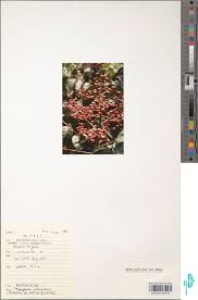 Image result for Pauridiantha paucinervis