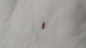 Insekten (insecta), auch kerbtiere oder kerfe genannt, sind die artenreichste klasse der gliederfüßer (arthropoda) und zugleich die mit absoluter mehrheit auch artenreichste klasse der tiere überhaupt. Teppich Oder Speckkaferlarve Was Nun Insekten Kafer Larven