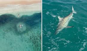 The yard milkshake bar is one of the bigger players in the crazy shakes trend that inspired a minor media frenzy a few years back — founded in 2017 by logan and chelsea green in gulf shores,. David Attenborough Shocked As Sharks Execute Brutal Beach Massacre On Florida Coast Tv Radio Showbiz Tv Express Co Uk
