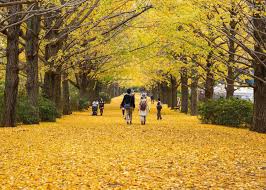 What S Japan Like In Autumn 2021 Tokyo Weather What To Wear For September October And November Live Japan Travel Guide I am planning to go to japan in spring of 2021. what s japan like in autumn 2021 tokyo