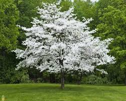 What flowering trees do you have in your yard? Princess Dogwood Trees For Sale Online Wholesale