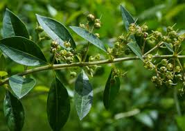 Image result for Lawsonia