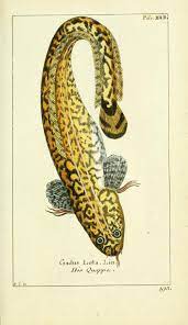 Bd 5 Plates 1784 Gemeinnuzzige Naturgeschichte Des Thierreichs Biodiversity Heritage Library Naturgeschichte Fisch Kunst Fisch Illustration