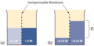 If the medium is isotonic, there will be no net. 13 10 Osmosis Why Drinking Salt Water Causes Dehydration Chemistry Libretexts