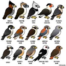 Birds Of Prey Animals List List Of All Cute Birdorable Birds Animals Cute Animals Cartoon Animals
