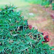 Jenis rumput ini disebut juga rumput gajah mini putih. 7 Jenis Rumput Taman Untuk Rumah Idaman Property145