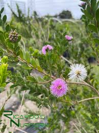 Image result for Melaleuca