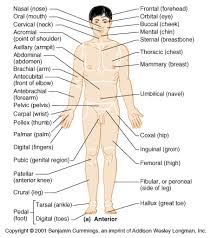 Anatomy Body Regions Diagram Quizlet