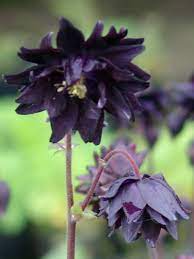 Fully double, upward facing spurless purple black blooms in late spring. Stauden Stade Versand Shop Aquilegia X Vulgaris Black Barlow Kurzspornige Akelei Hier Bestellen