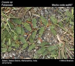 Image result for Chamaecrista gracilior