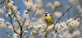 Learn definitions, uses, and phrases with lente. Vogels Bijvoeren Dit Geef Je Ze In De Lente Natuurmonumenten