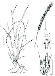 Image result for Anthephora pubescens