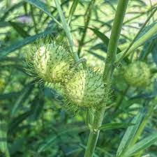 Check spelling or type a new query. Hairy Balls Milkweed Gomphocarpus Physocarpus Backyard Butterflies