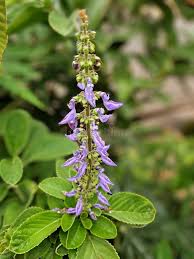 Image result for Coleus barbatus