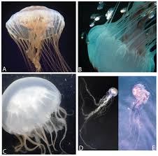 Image result for Polystachya cribbiana