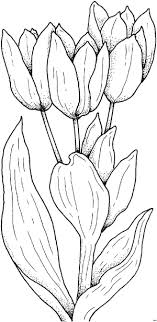 Tulpen Malvorlagen Einfache Schoene Tulpen Ausmalbild Malvorlage Blumen Malvorlagen Blumen Malvorlagen Blumen Ausmalen