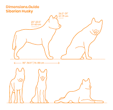 174.5 cm (5' 8.7) 161.0 cm (5' 3.4) 19. Siberian Husky Dimensions Drawings Dimensions Com