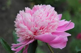 Clematis flowers from june to october. Pink Flowers 21 Types Pictures Flowerglossary Com