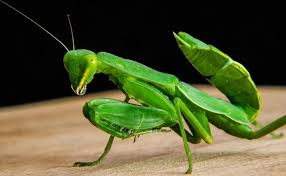 This was not all about the spiritual meaning of praying mantis. The Praying Mantis Spirit Animal Ultimate Guide Meanings Symbolism