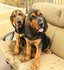 Black And Tan Bloodhound Puppy Horse Hound Stables Hound Puppies Hound Dog Grand Dog