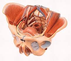 Boundaries of the pelvic outlet (anterior, lateral and posteri… male or female: Amazon Com Somso Ms8 1 Female Pelvis Model With Vessels Ligaments Muscles Nerves Female Organs Industrial Scientific