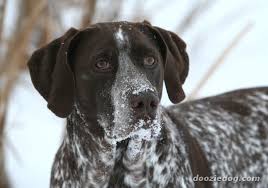 Lancaster puppies advertises puppies for sale in pa, as well as ohio, indiana, new york and other states. 12 Sadie Stuff Ideas Dogs Pet Identification Sadie