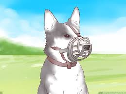 Analyze why your puppy is barking at you. How To Train A Puppy Not To Bite 9 Steps With Pictures