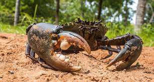 Ketam kelapa iaitu ketam gergasi daratan terdapat di pulau sipadan , semporna sabah dan juga di luar negara yang lain. Kenali Ketam Nipah Umpan