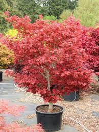 Maybe you would like to learn more about one of these? Acer Palmatum Ruby Stars Acer Palmatum Beni Hoshi Beni Hoshi Japanese Maple Ruby Stars Dwarf Japanese Maple Plant Lust