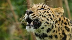 dentes do nariz do predador do leopardo - papel de parede da fotografia HD  Visualização | 10wallpaper.com