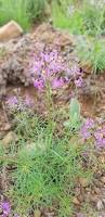 Image result for Cleome maculata