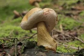 Image result for Boletus variipes