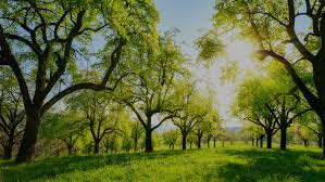 Jun 05, 2021 · paso robles, calif. Home Danbury Ct Robles Tree Service Llc
