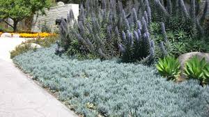 If flush with the ground, it also serves as a good mowing guide. Our Favorite Groundcovers Garden View Landscape Nursery And Pools