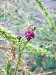 Image result for Boerhavia diffusa