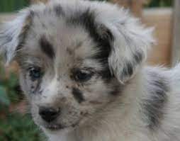 Maybe you would like to learn more about one of these? Adorable Australian Shepherd Puppies Shepherd Mix Puppies Miniature Australian Shepherd