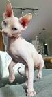 145 Names for Hairless Cats | Cuteness