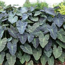 Planta herbácea, perennifolia, con un tubérculo subgloboso, estolonífero, subterráneo, que alcanza un tamaño de 6 cm de diámetro. Cool Colocasias Elephant Ears For The Garden Article By Plant Delights Nursery