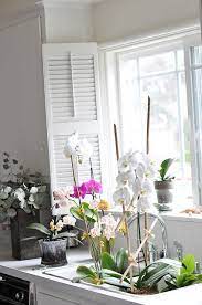 Regrow Orchids Repotting Orchids Orchids Beautiful Orchids