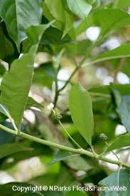 Image result for Morinda angolensis