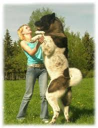 See full list on familylifeshare.com Click Visit Site And Check Out Hot Akita Dog T Shirts Hoodies This Website Is Outstanding Tip You Can Type Akita Dog American Akita Dog Akita Puppies