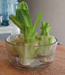 There's also a method cal. Growing Romaine Lettuce From Cuttings Dengarden