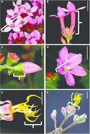 Image result for Calvoa orientalis