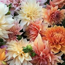 Flowers wholesale cash & carry. Carroll County Maryland Grown Flowers