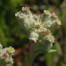 Image result for Vellereophyton dealbatum