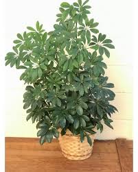 Image result for Schefflera
