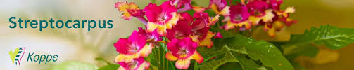 Image result for Streptocarpus montis-bingae