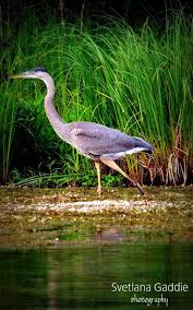 Water Birds Of Northern Michigan Michigan Birds Bird Michigan Wildlife Backyard Birds Wildlife Nature Animals