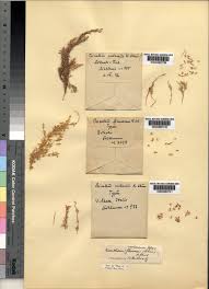 Image result for Miscanthus violaceus